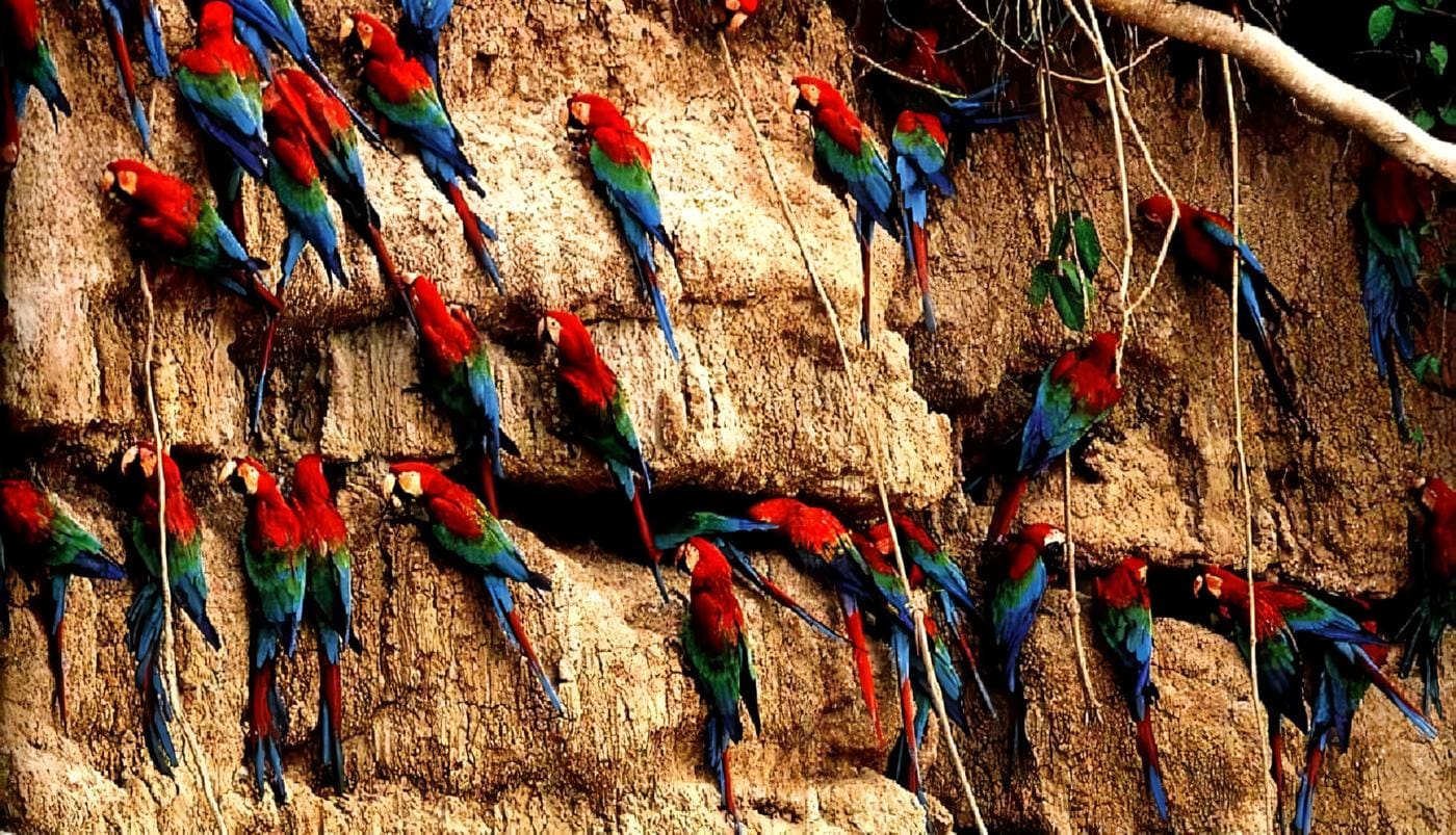 Madre de Dios, Perú - Guacamayos en Tabopata,