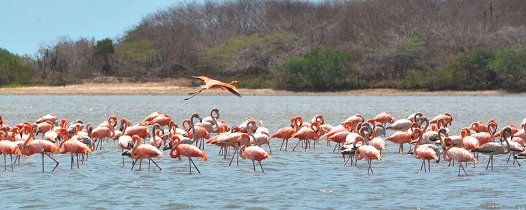 Reserva Natural de Los Flamencos -Maicao