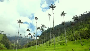 Salento, Valle de Cocora