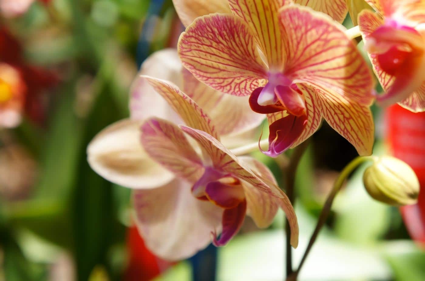 Parque Nacional de la Orquídea – Antioquia