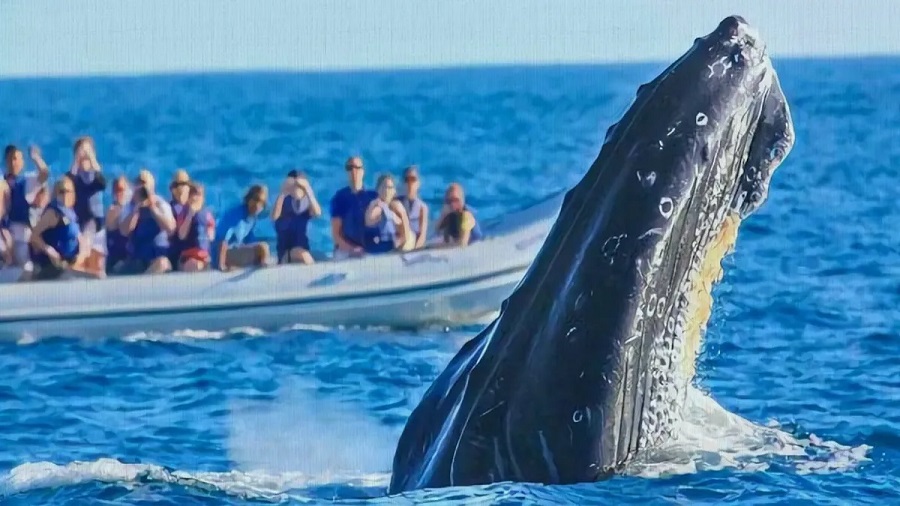 Avistamiento de ballenas en el Chocó