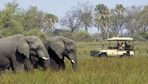 Los Mejores Lugares del Mundo para Irte de Safari