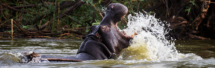 Murchison Falls en Uganda