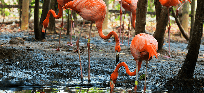 Aviario Nacional de Colombia, Parques Naturales en Bolívar