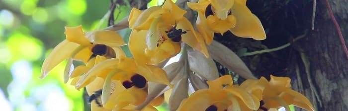 Parque Botánico Las Orquídeas