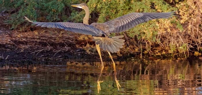 Henderson Bird Viewing Preserve