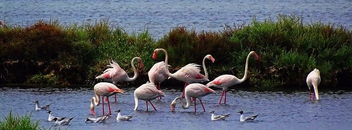 Reserva Natural del Estuario del Tajo en Lisboa