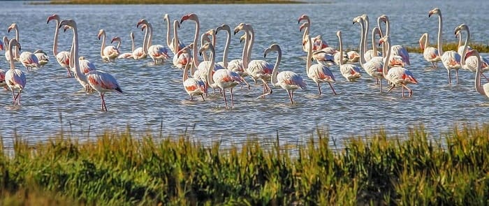 Reserva Natural do Estuário do Sado