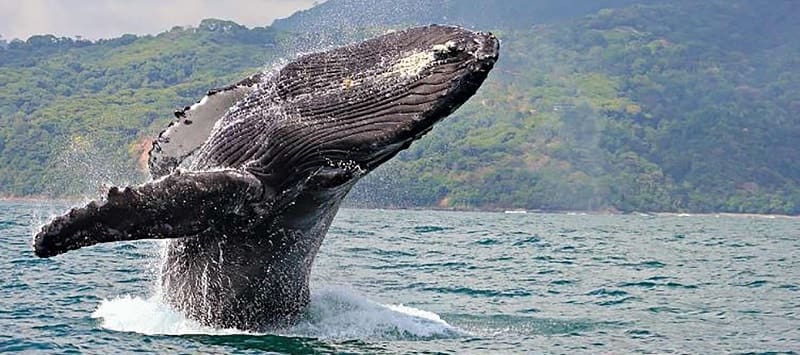 Malpelo y Gorgona