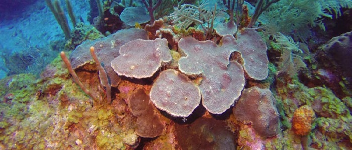 Arrecifes Coralinos en Bermudas