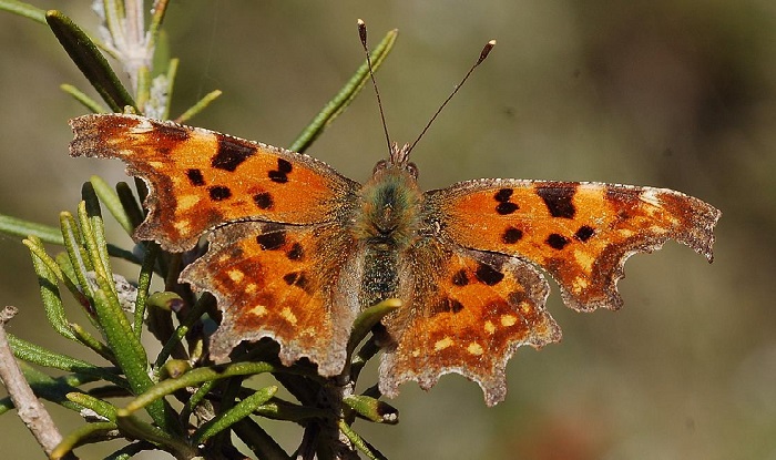 Avistamiento de mariposas