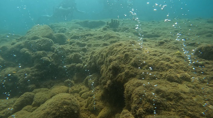 Champagne Reef Dominica