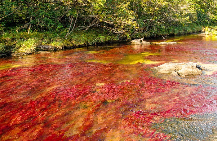 El Tapete Rojo Caño Cristales