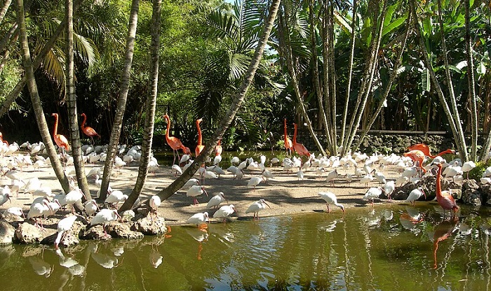 Flamingo Gardens Florida