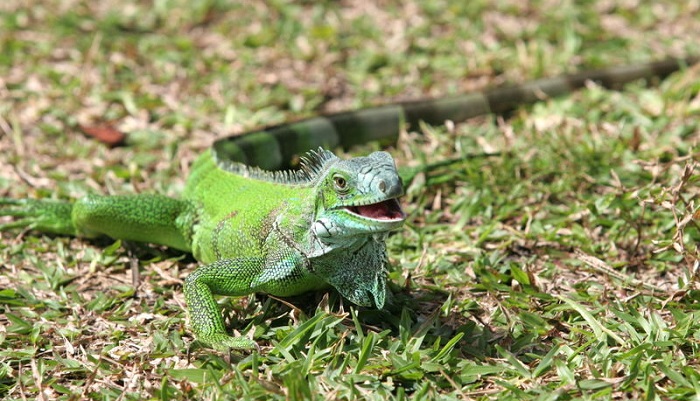 Iguanas Verdes de Anguila