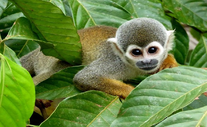 Leticia Guía Completa De Turismo Aventura En La Selva Amazónica 4684