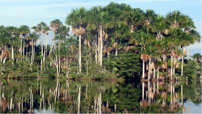 Lago Sandoval Amazonas Peruano