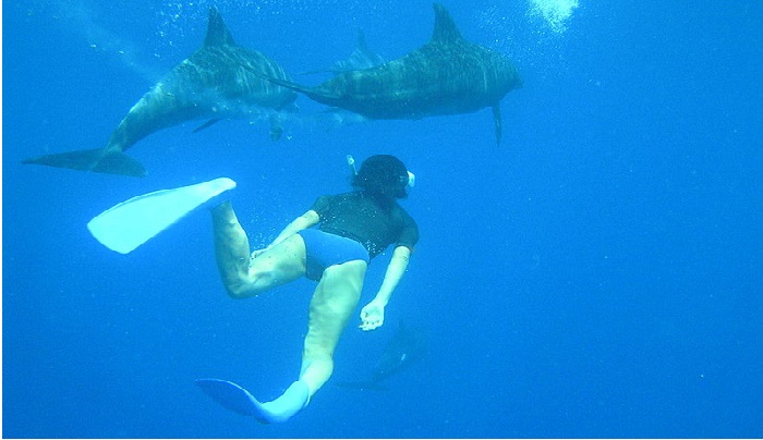 Nadar con delfines