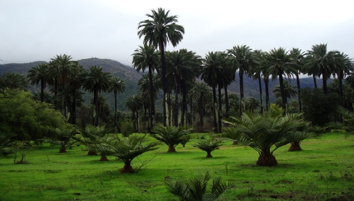 Palma chilena