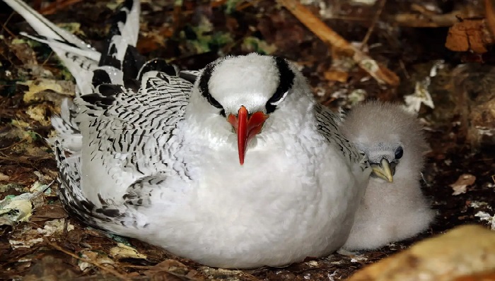 Rabijunco Piquirrojo