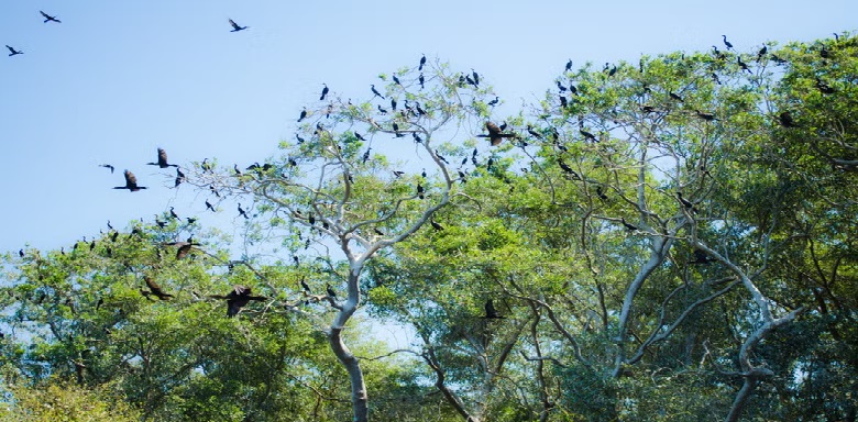 Avistamiento de aves