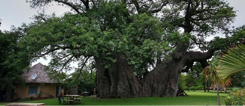 Baobá Gigante - Puerto Galiinas