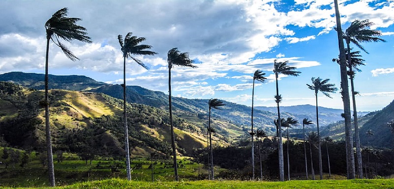 Bosque de Palmas - Salento