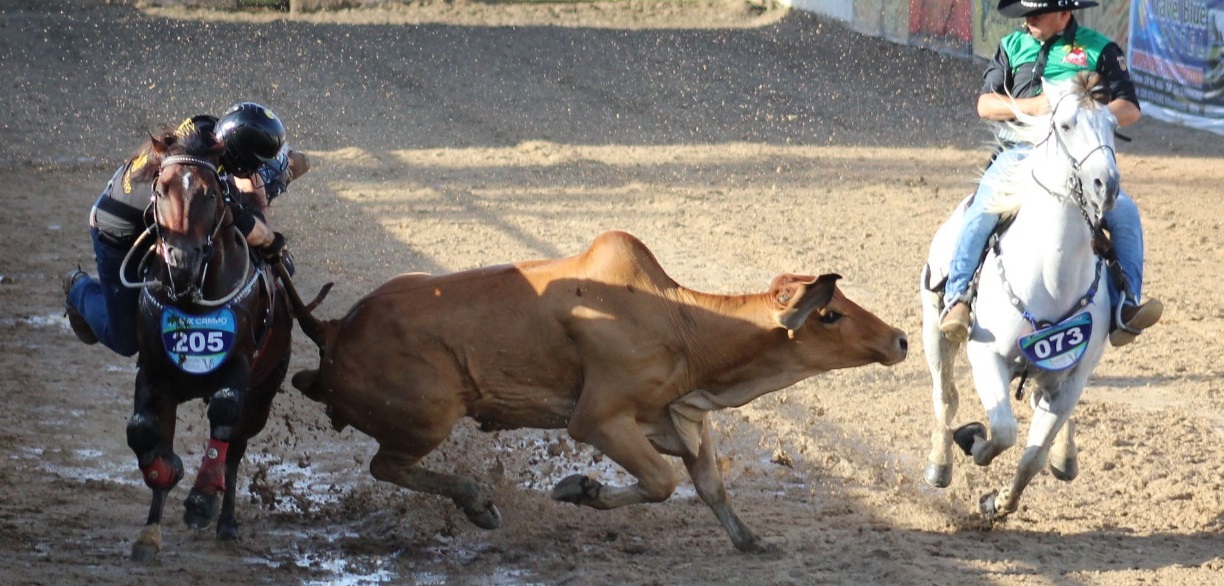 El Coleo en Yopal