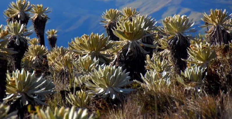 Santuario de Fauna y Flora Galeras - Frailejón