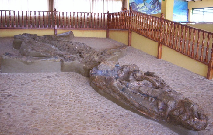 Museo El Fósil