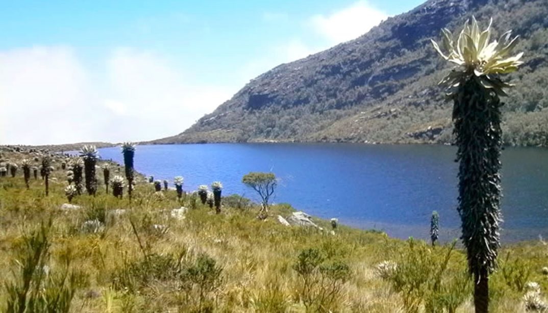 El Santuario de Flora y Fauna de Guanentá Alto Río Fonce en Mesa de los Santos