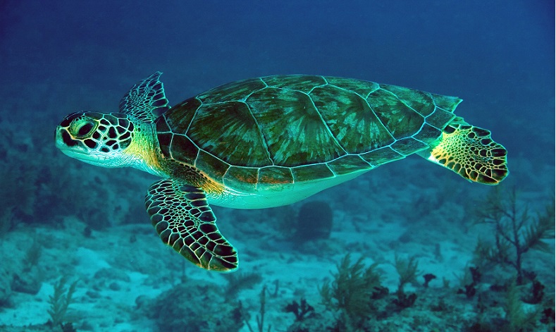 Tortugas Marinas en Puerto Galiinas