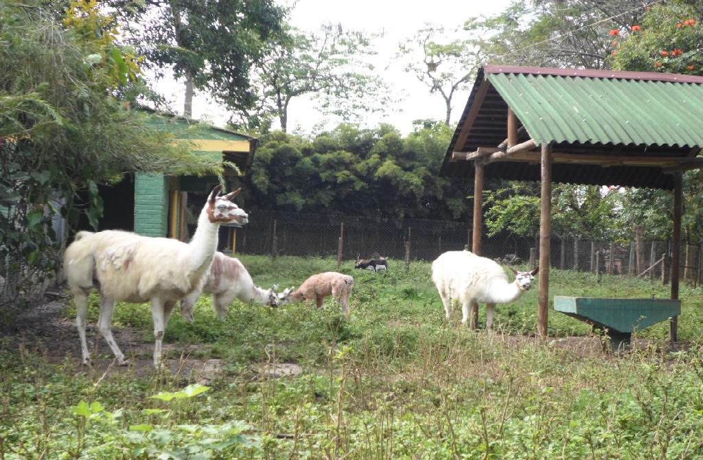 El Zoológico Matecaña en Pereira