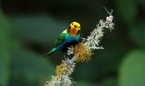 Avistamiento de aves en Colombia