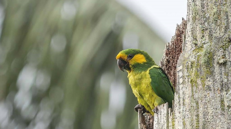 Avistamiento del loro orejiamarillo