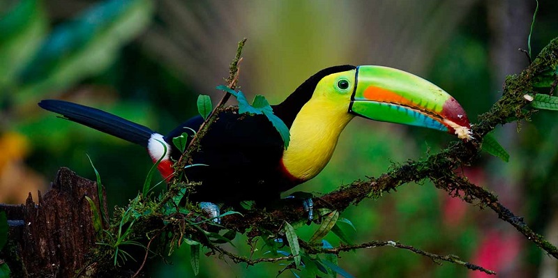 Avistamiento en el Parque Nacional Natural Tayrona