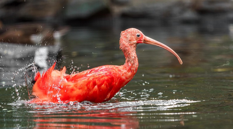 Avistamiento ibis escarlata