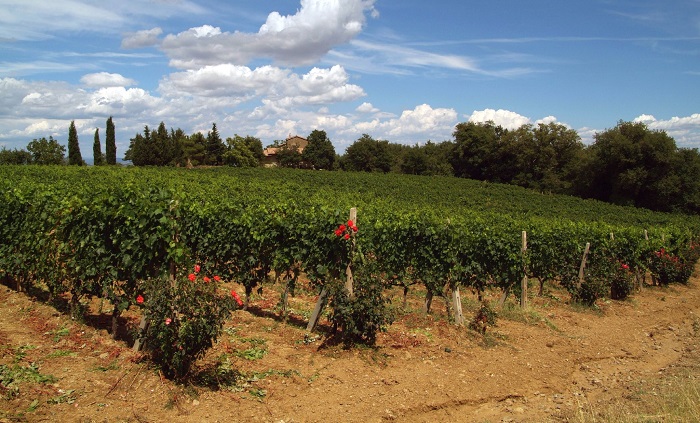 Brunello di Montalcino