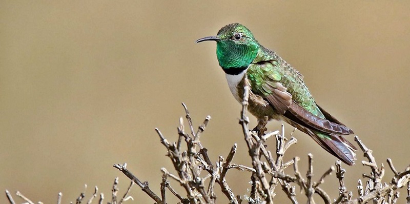 Colibrí del páramo, avistamiento de aves en Colombia