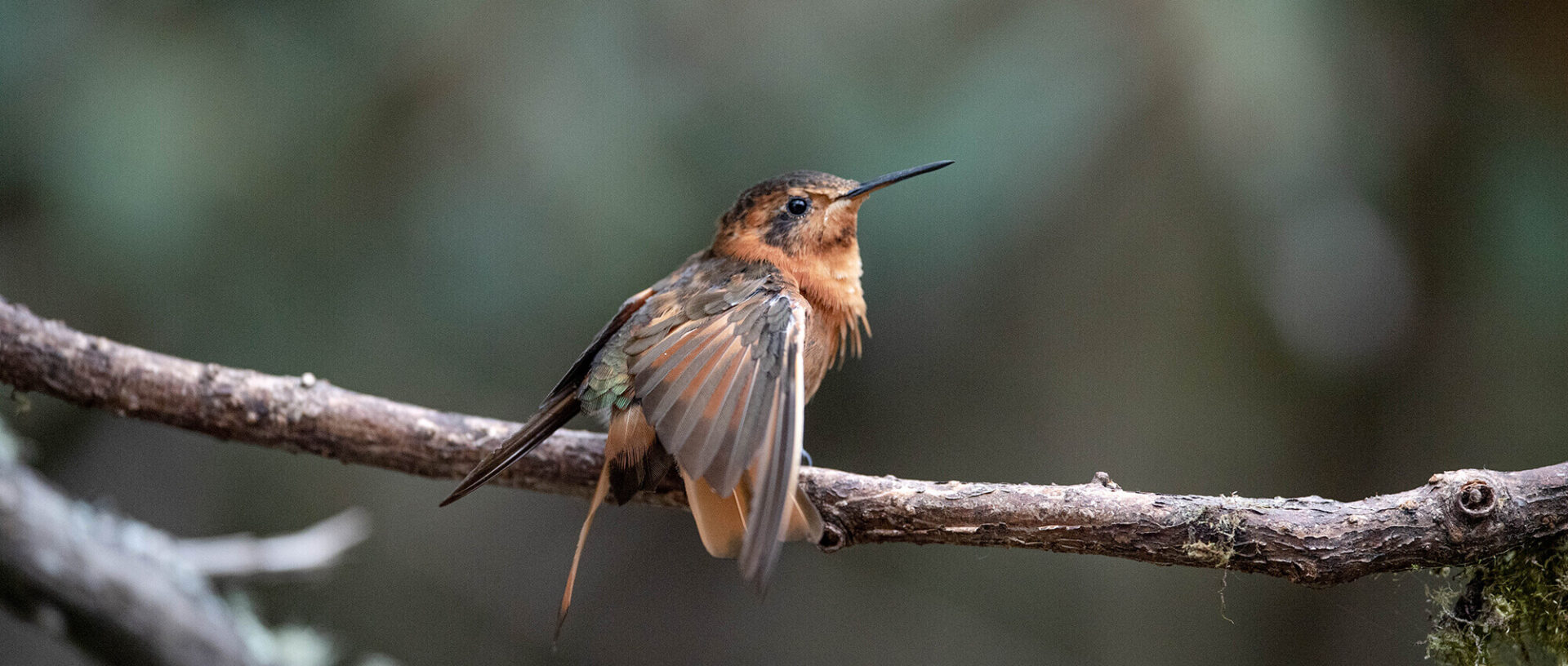 Colibrí paramuno