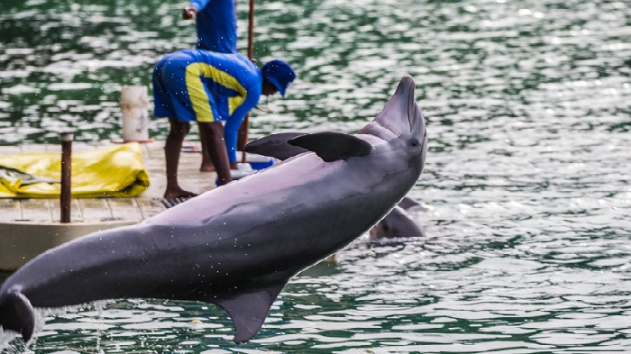 Dolphin Cove Jamaica