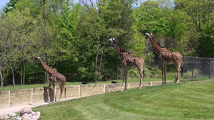 Giraffes at Toronto Zoo