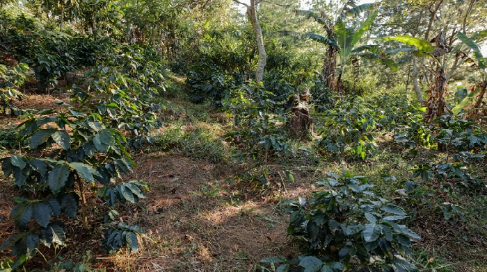 Plantaciones de café