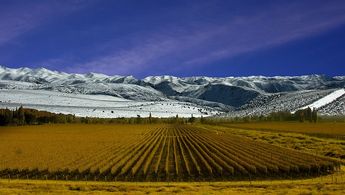 Viñedos en Mendoza