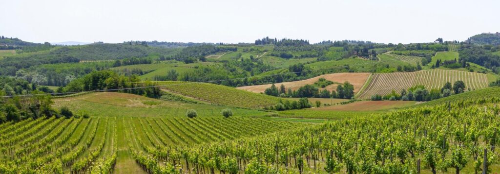 Viñedos en la Toscana