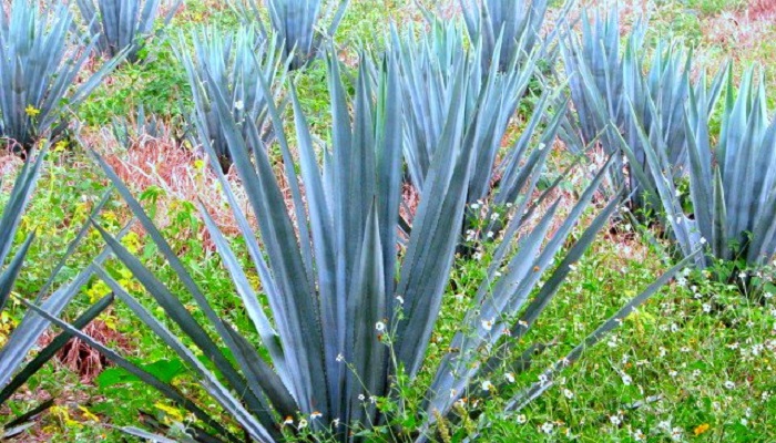 campo de agave