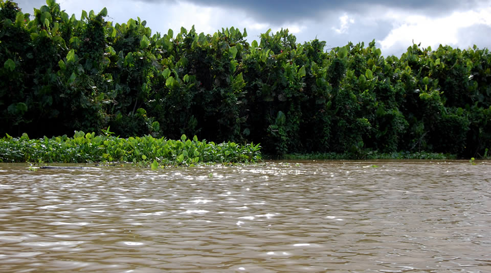 Ciénaga de Tumaradó