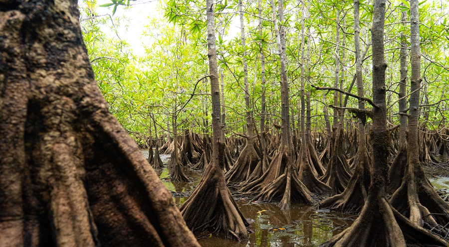 Manglares de Utría