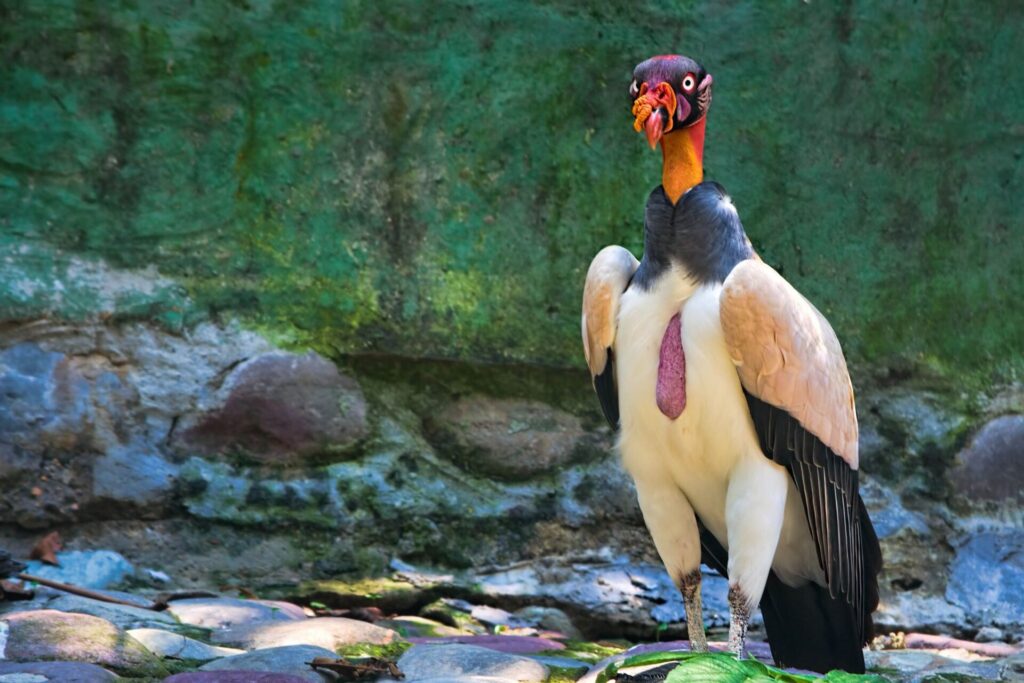 Zona de aves en el bioparque