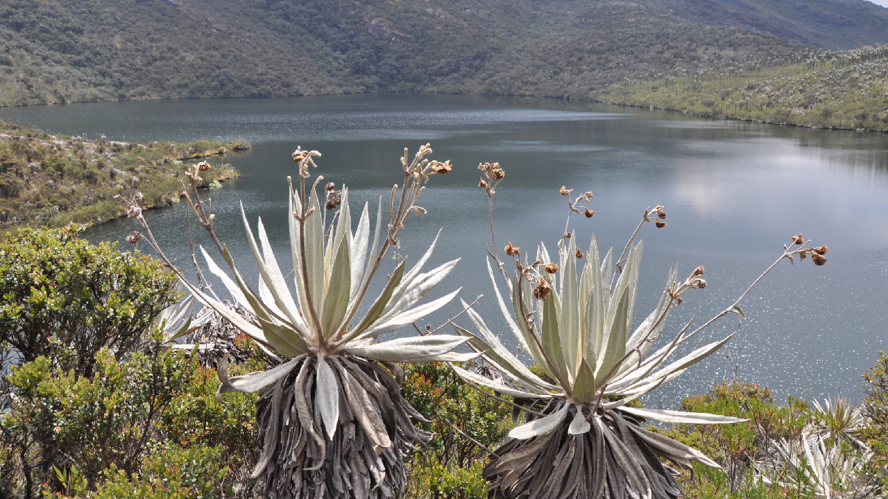 Parque Nacional Natural Chingaza